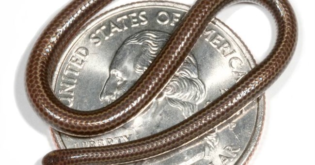 Phát hiện loài rắn nhỏ nhất thế giới tại Barbados